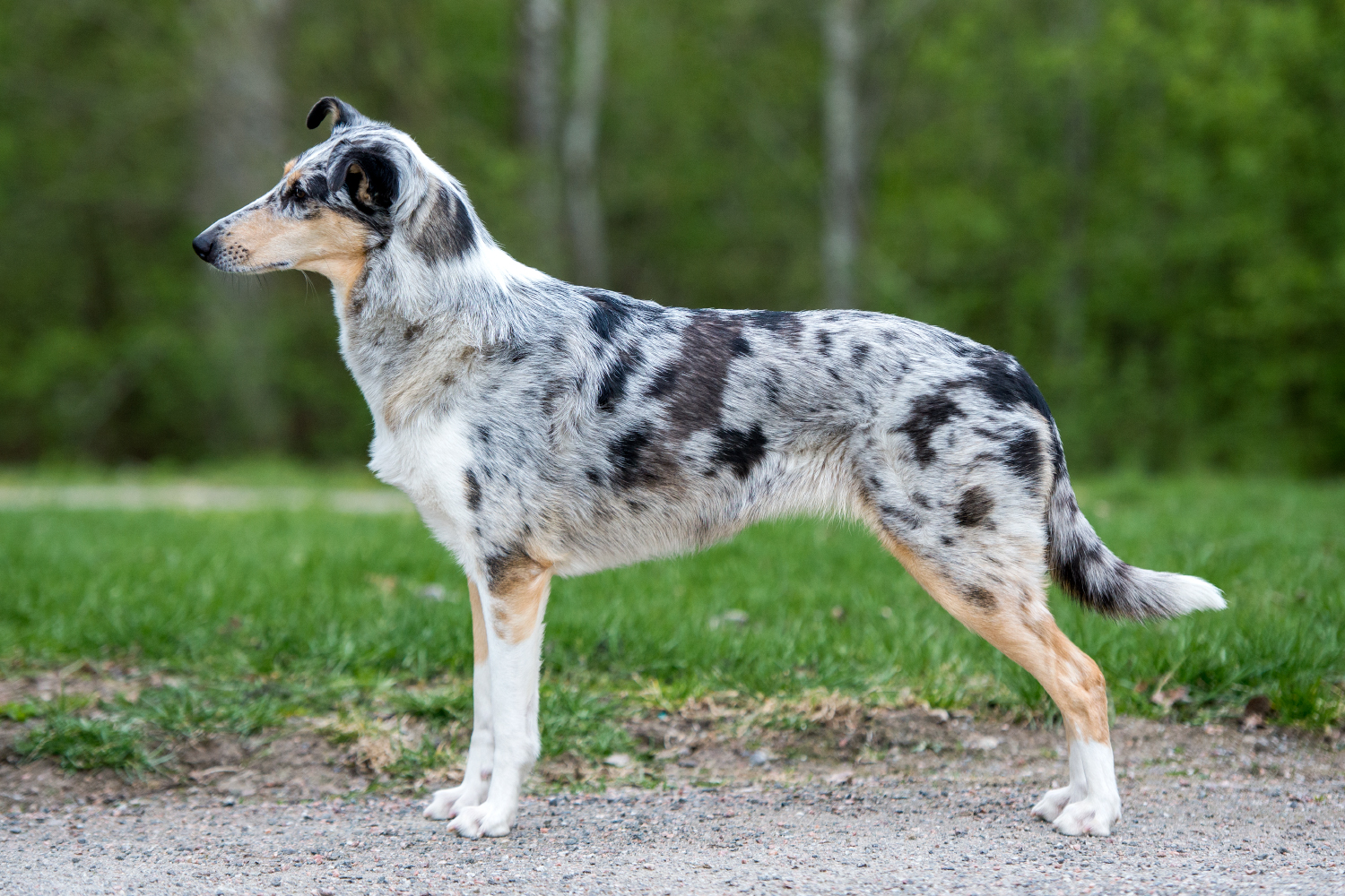 Sile&auml;karvainen collie, Windy Lands Train Of Hope
